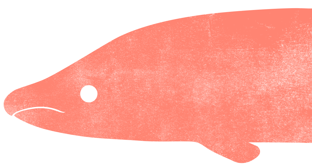 Un saumon
